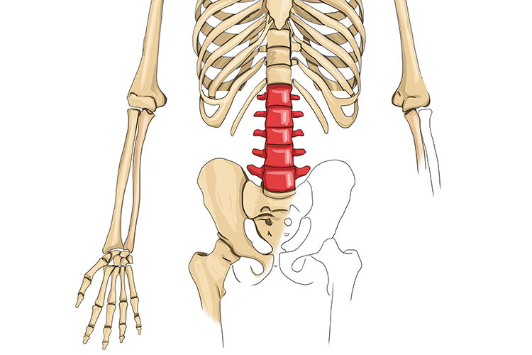 The lumbar region enters the pelvis and located in the lower back